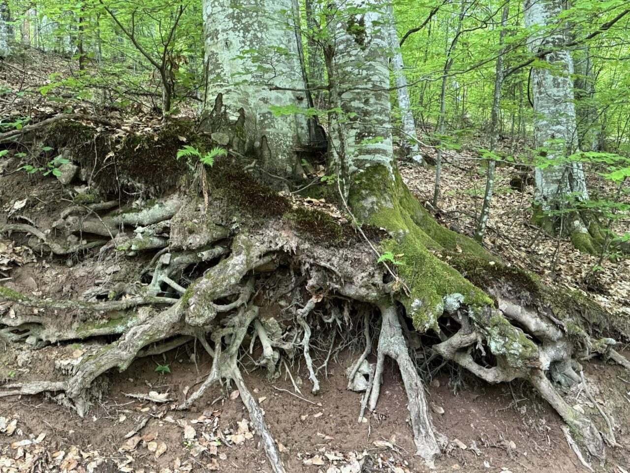 Határtalanul kirándulás – „Őseink-Köröseink” 86